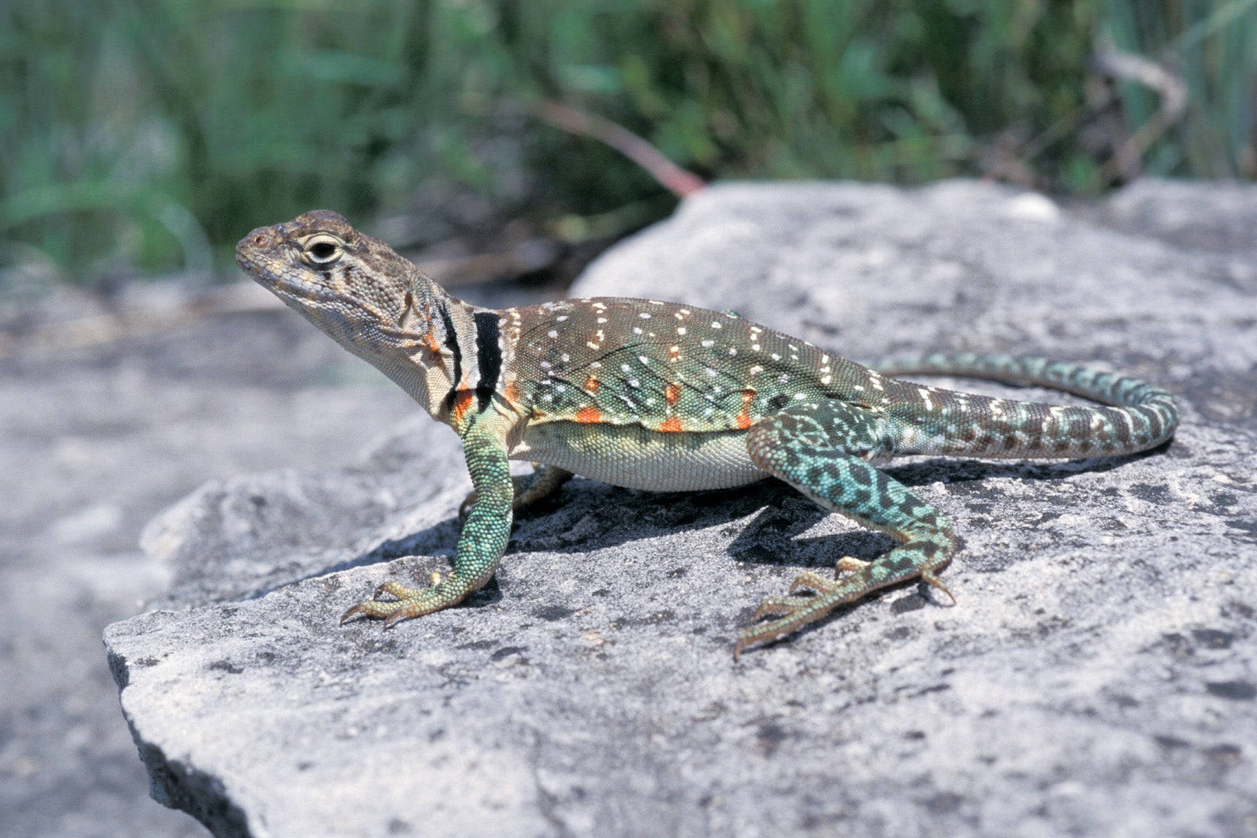 Stunning Eastern Collared Lizard Basking On A Gray Rock Background