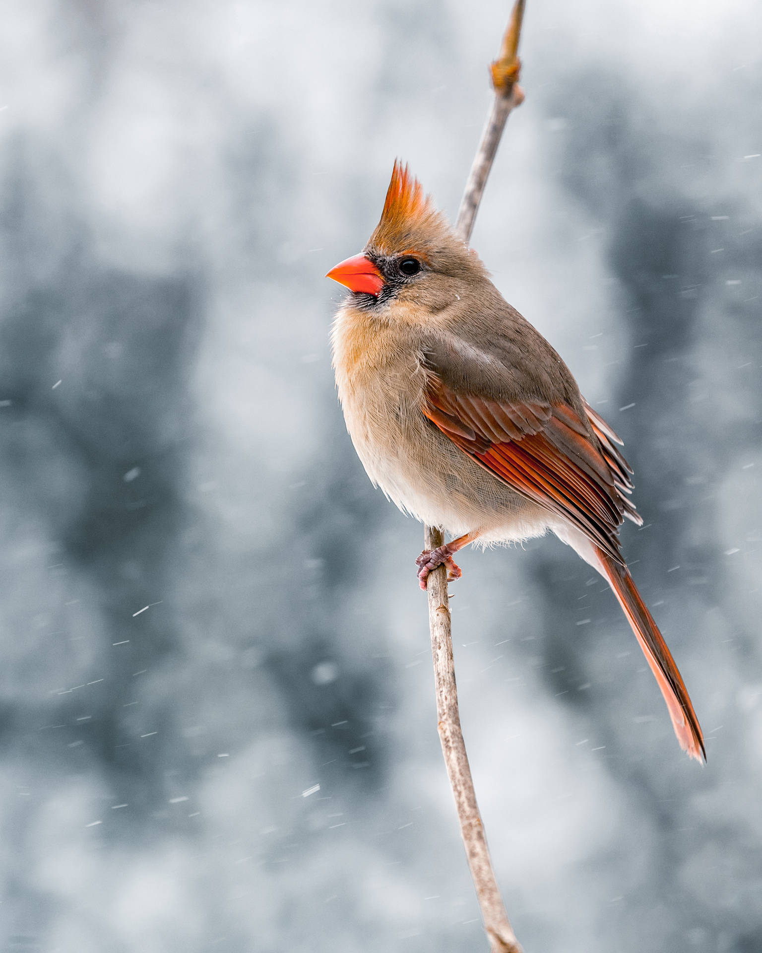 Stunning Female Cardinal Amidst Winter Backdrop Background