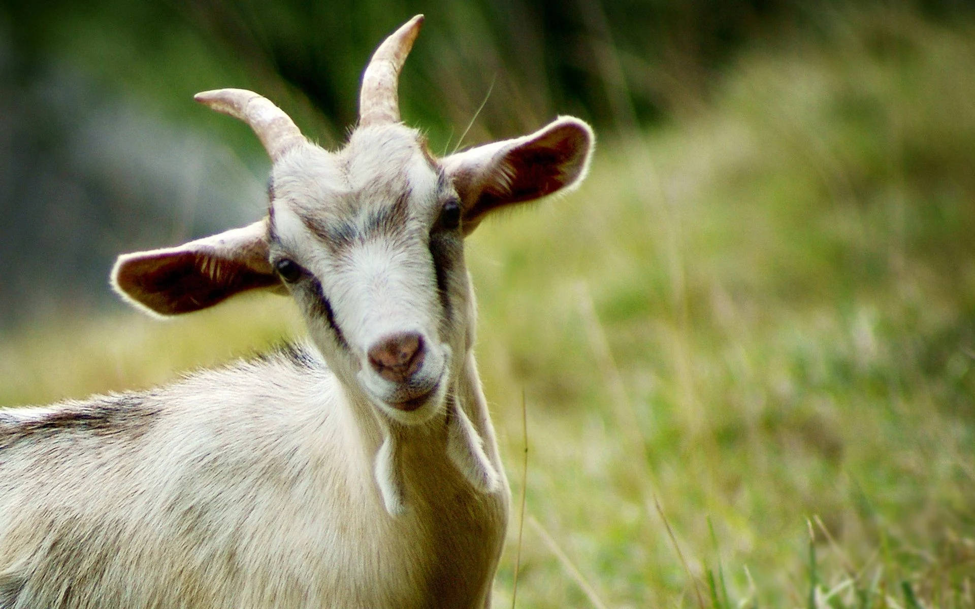 Stunning Goat With Distinctive Black Spot