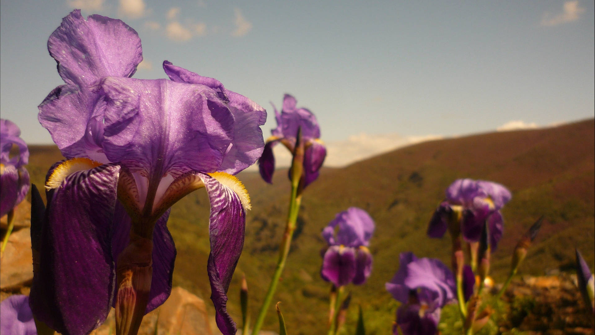 Stunning Hybrid Dutch Iris Flowers In Full Bloom Background