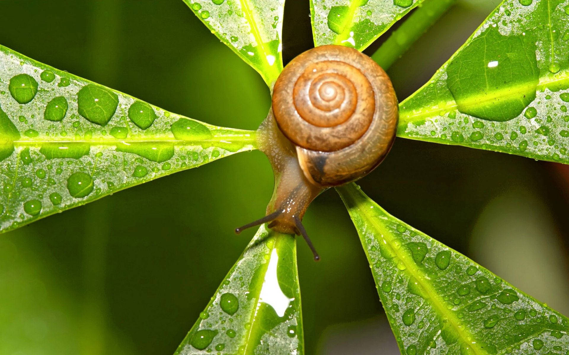 Stunning Image Of A Snail On A Leaf In The Dew-drop Morning Background