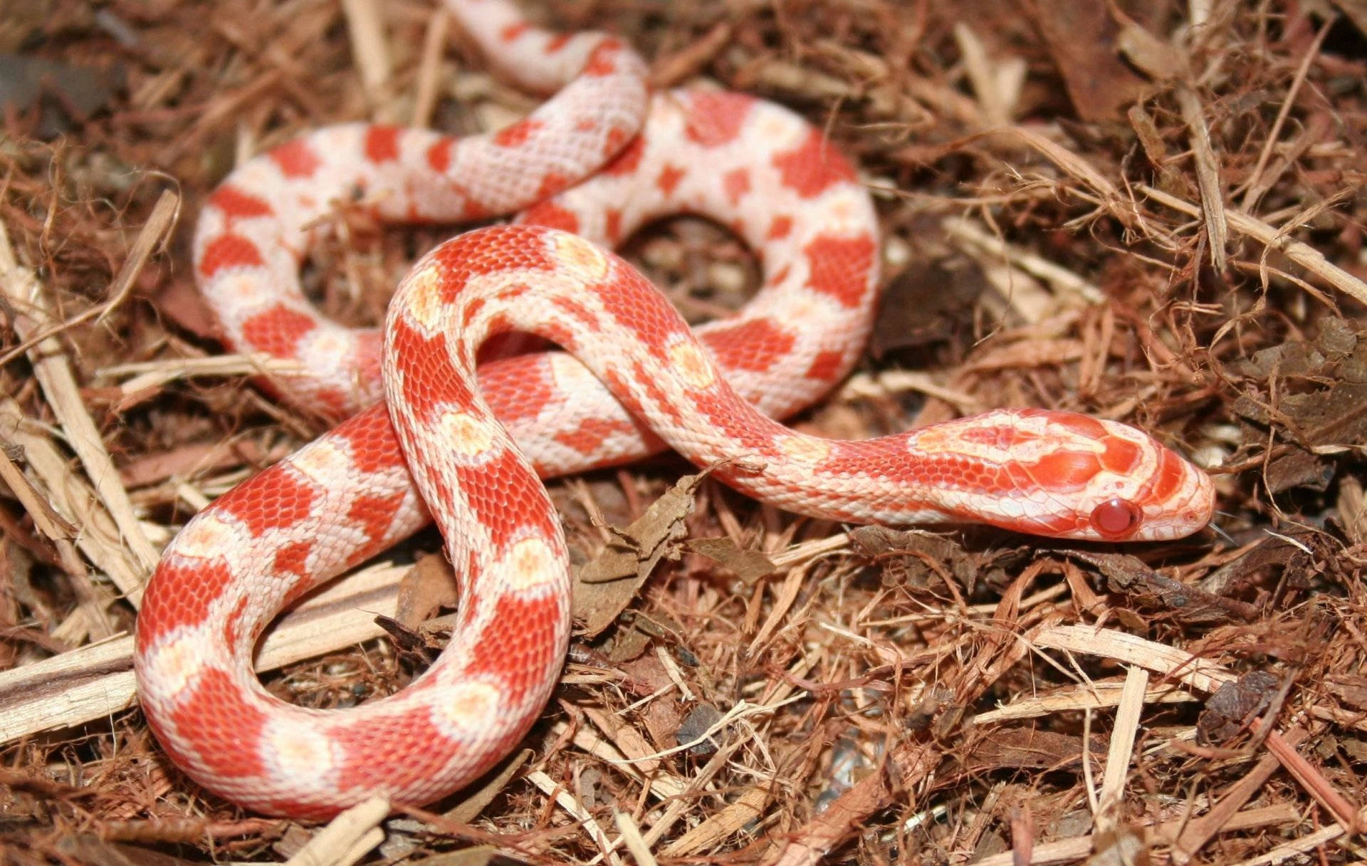 Stunning Juvenile Albino Corn Snake In A Close-up Shot. Background