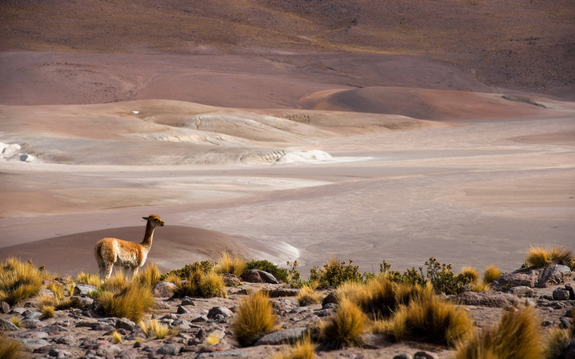 Stunning Landscape Of San Pedro De Atacama, Chile Background