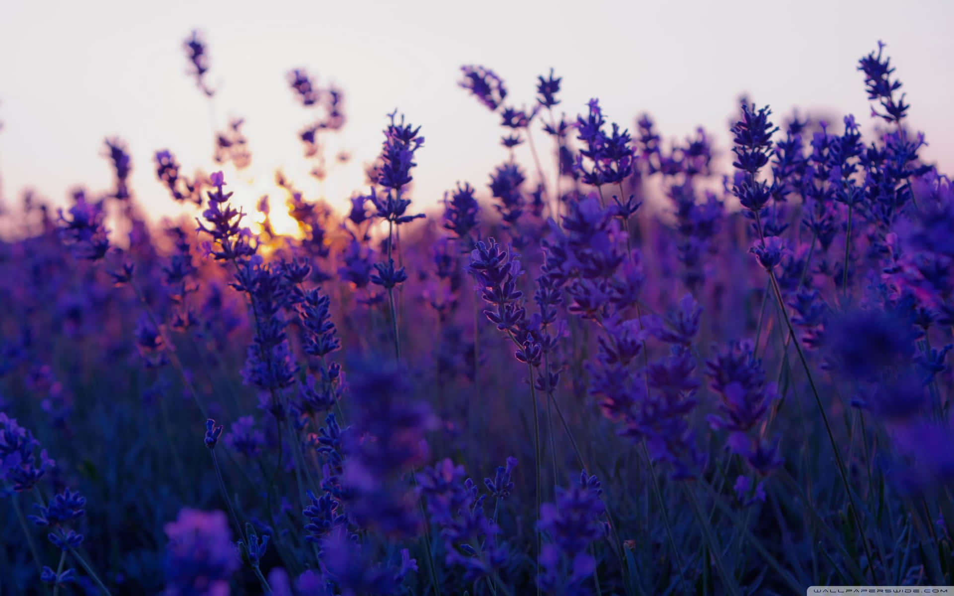 Stunning Lavender Fields Near Valensole, France Background