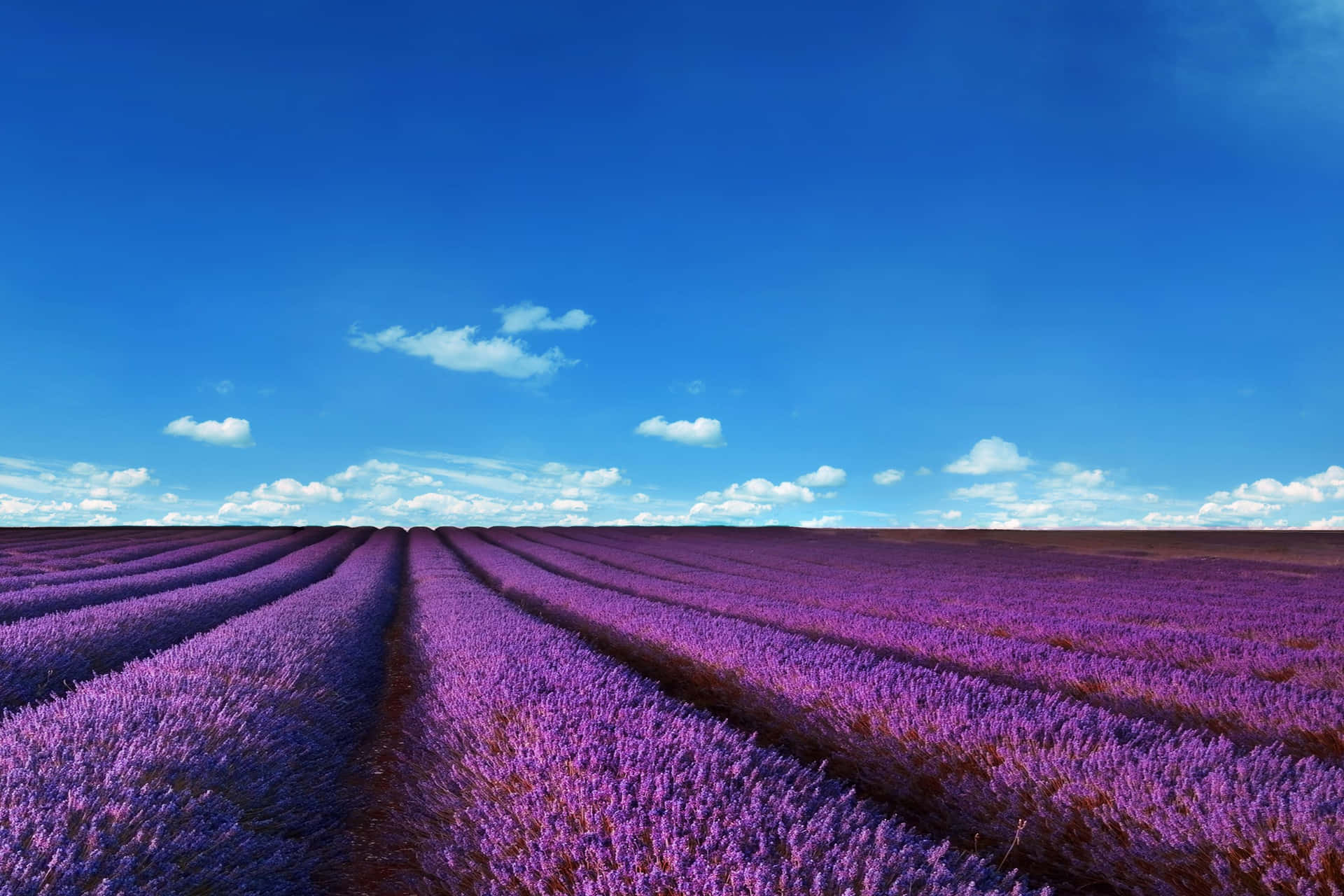 Stunning Lavender Fields Showing Nature's Beauty Background
