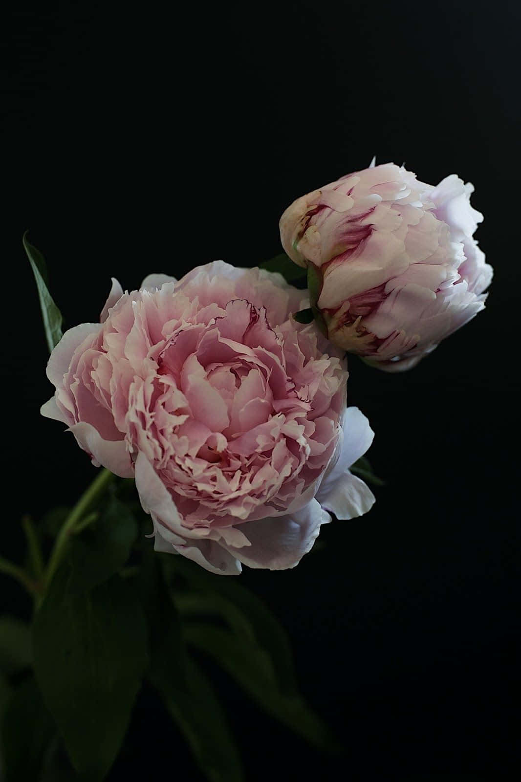 Stunning Light Pink Chinese Peony Iphone Background