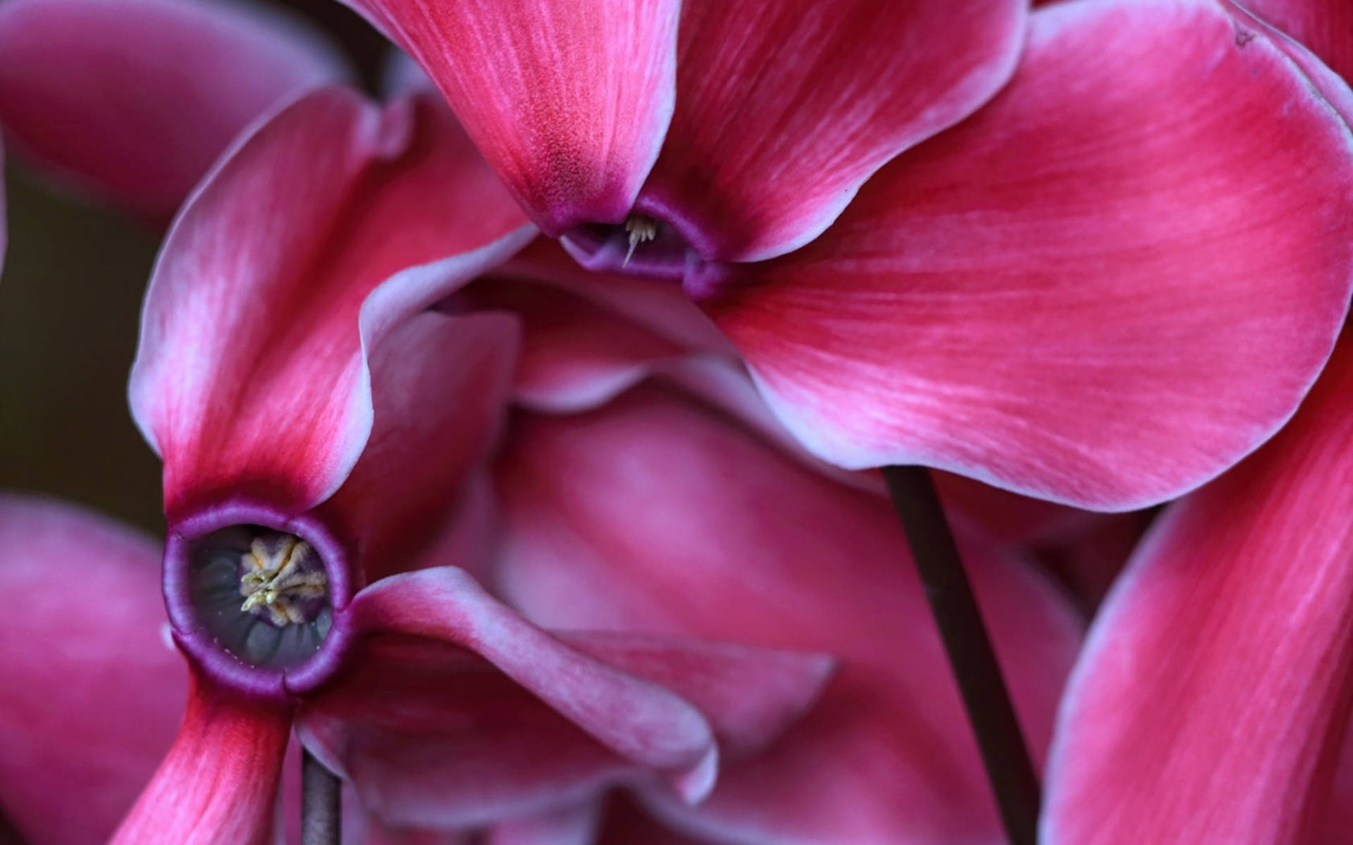 Stunning Macro View Of Cyclamen Flowers Background