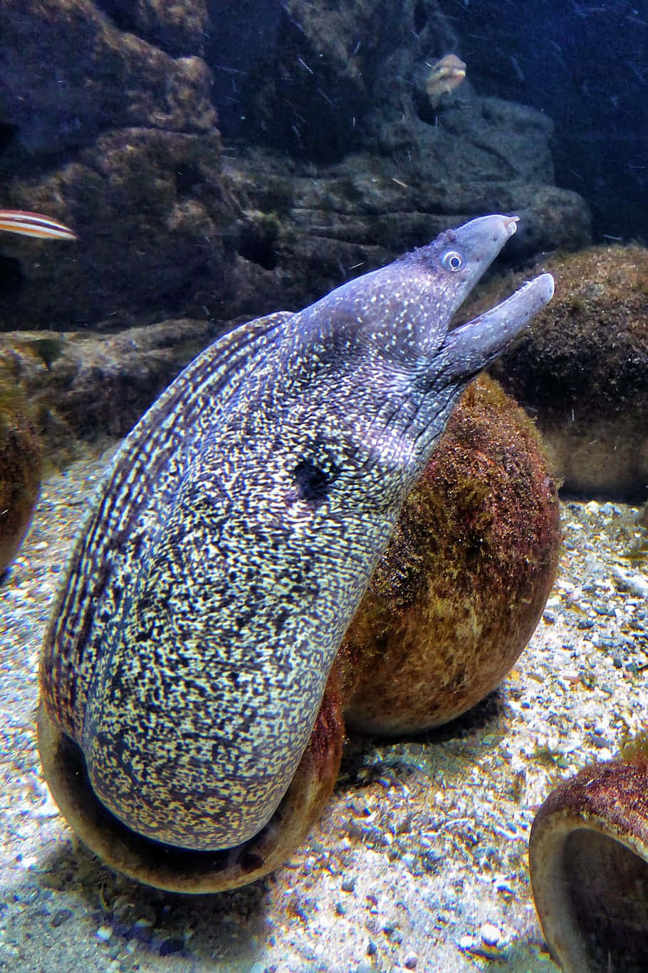 Stunning Moray Eel Emerging From Coral Refuge Background