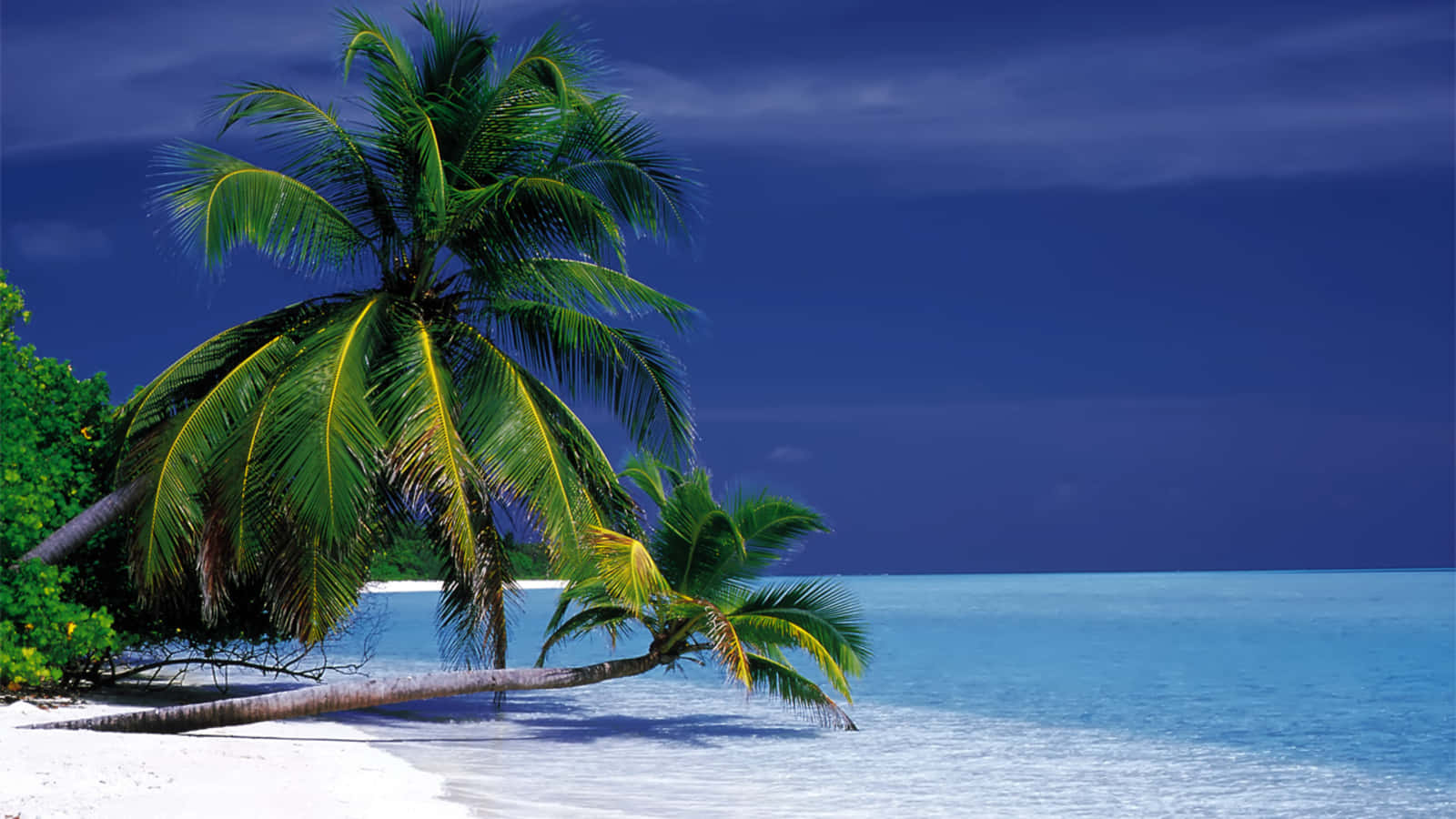 Stunning Palm Tree Wallpaper For Desktop Background