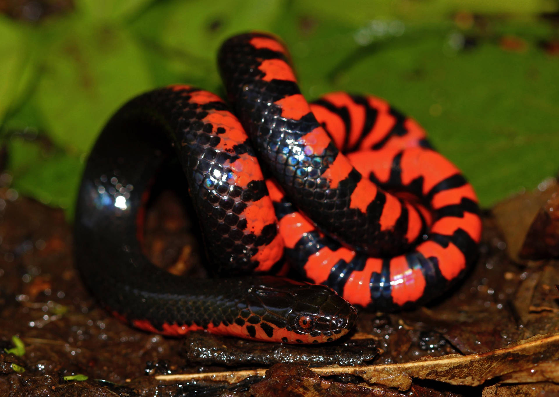 Stunning Pattern Of A Mud Snake Background