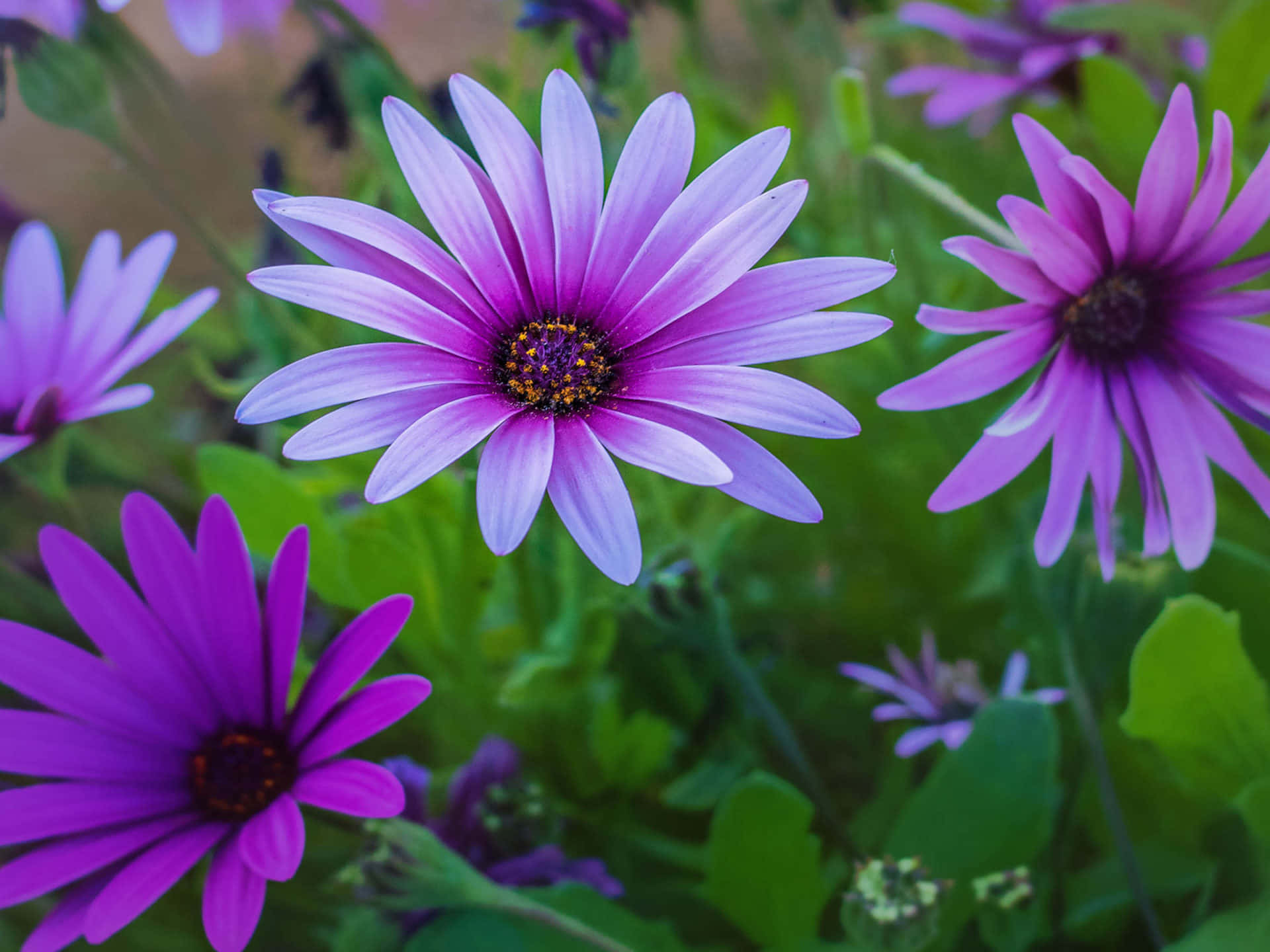 Stunning Perennial Flowers
