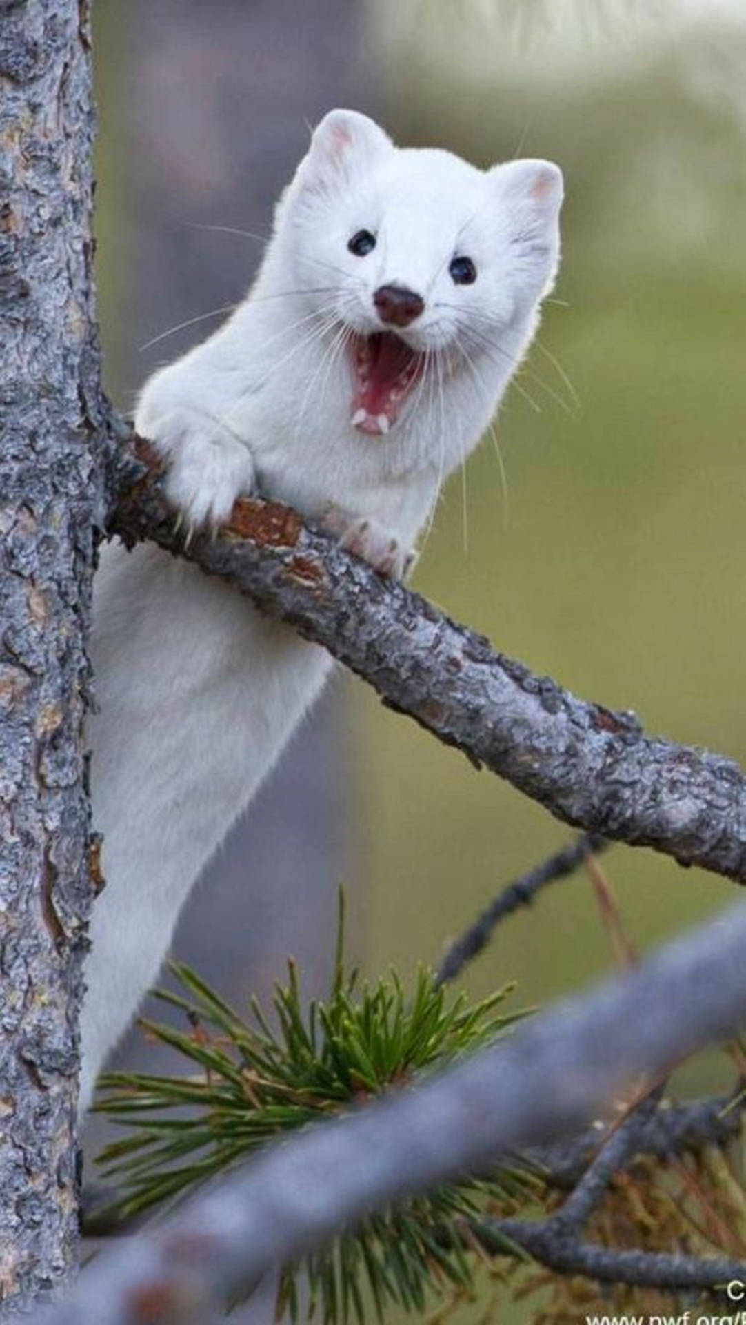 Stunning Photgraph Of White Mink