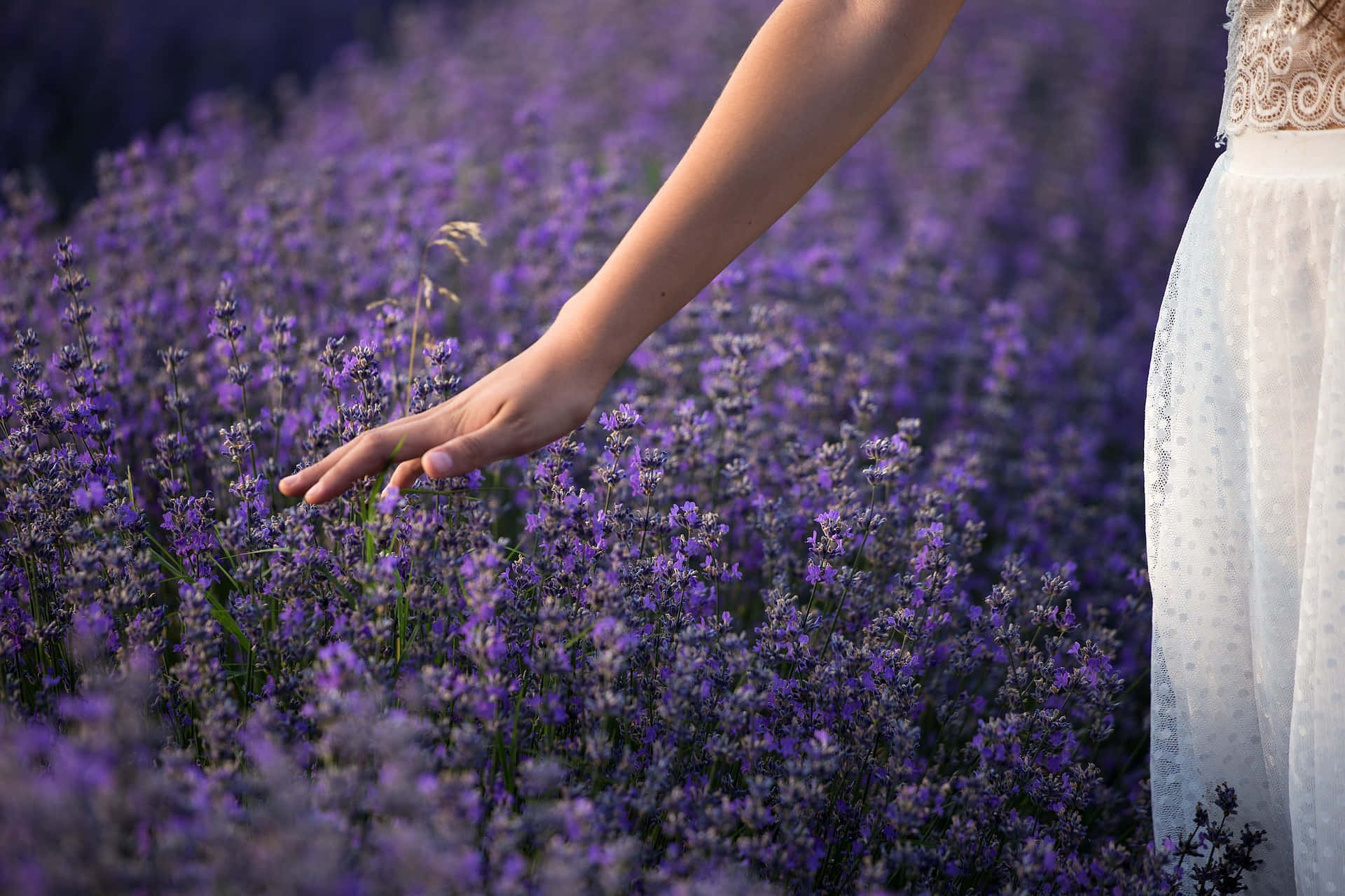 Stunning Photo Of Woman's Hand Touching A Tangible Field Of Lavender