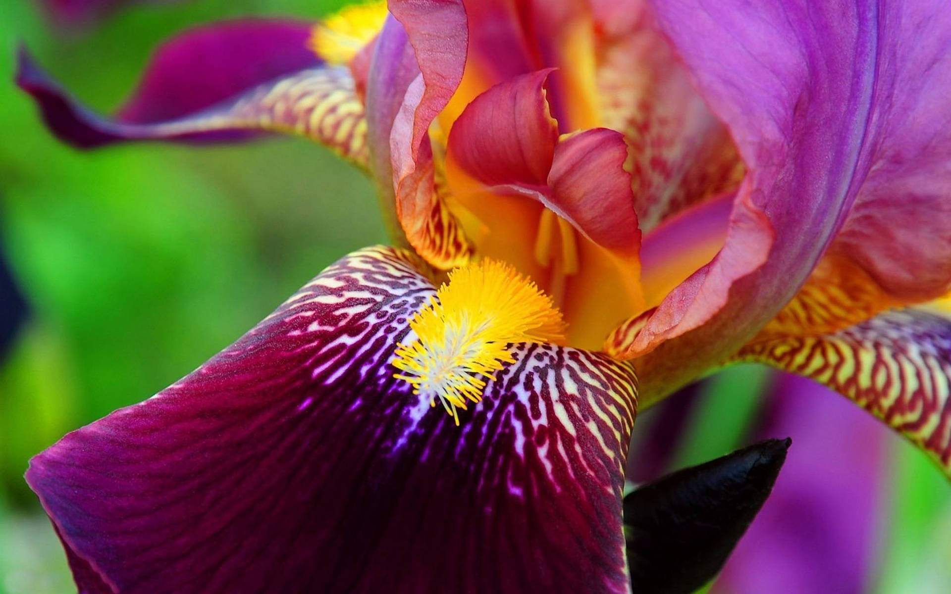 Stunning Pink Bearded Iris Flower In Full Bloom Background