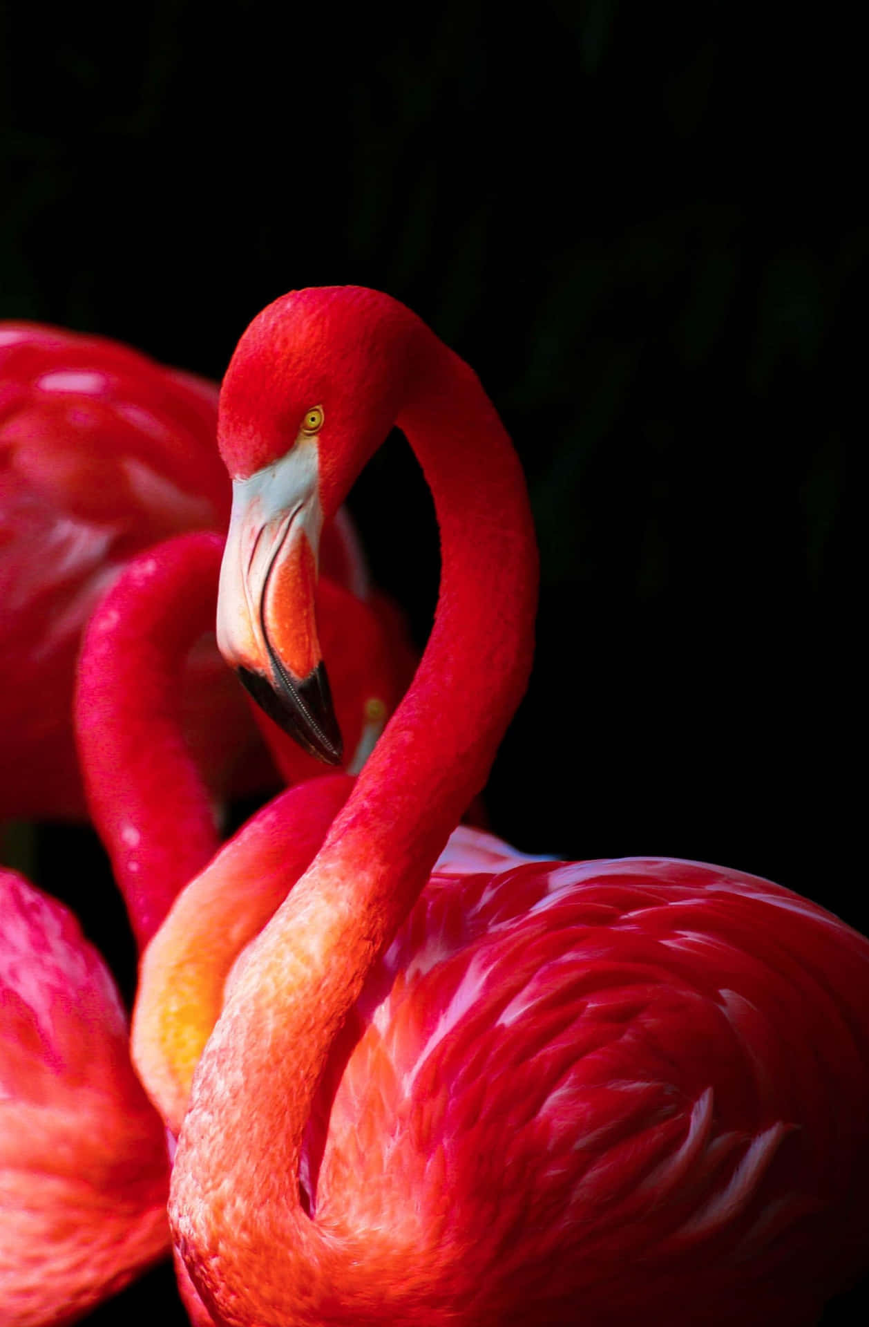 Stunning Pink Flamingo Floating In A Rock Pool On An Iphone Background