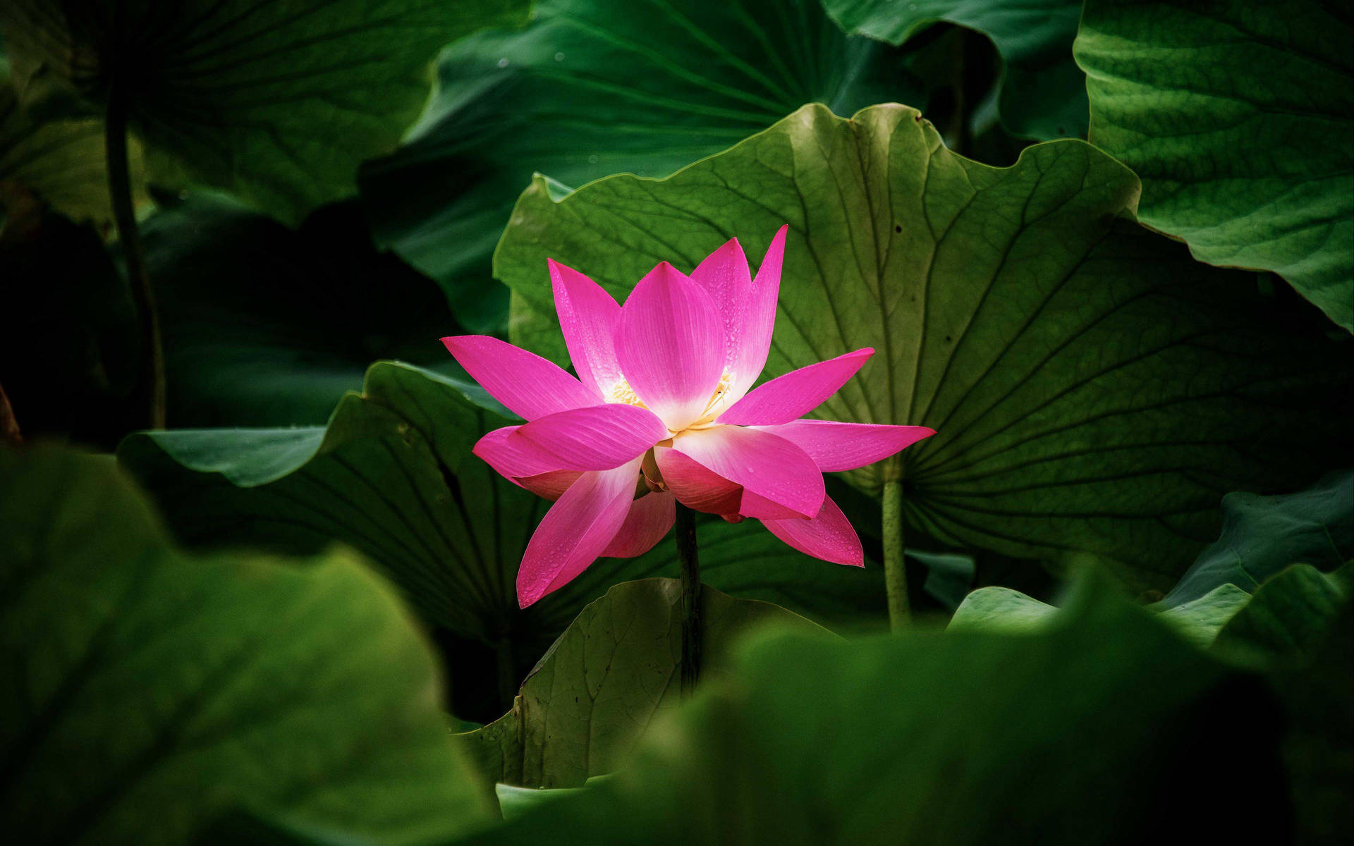 Stunning Pink Lotus Amidst Green
