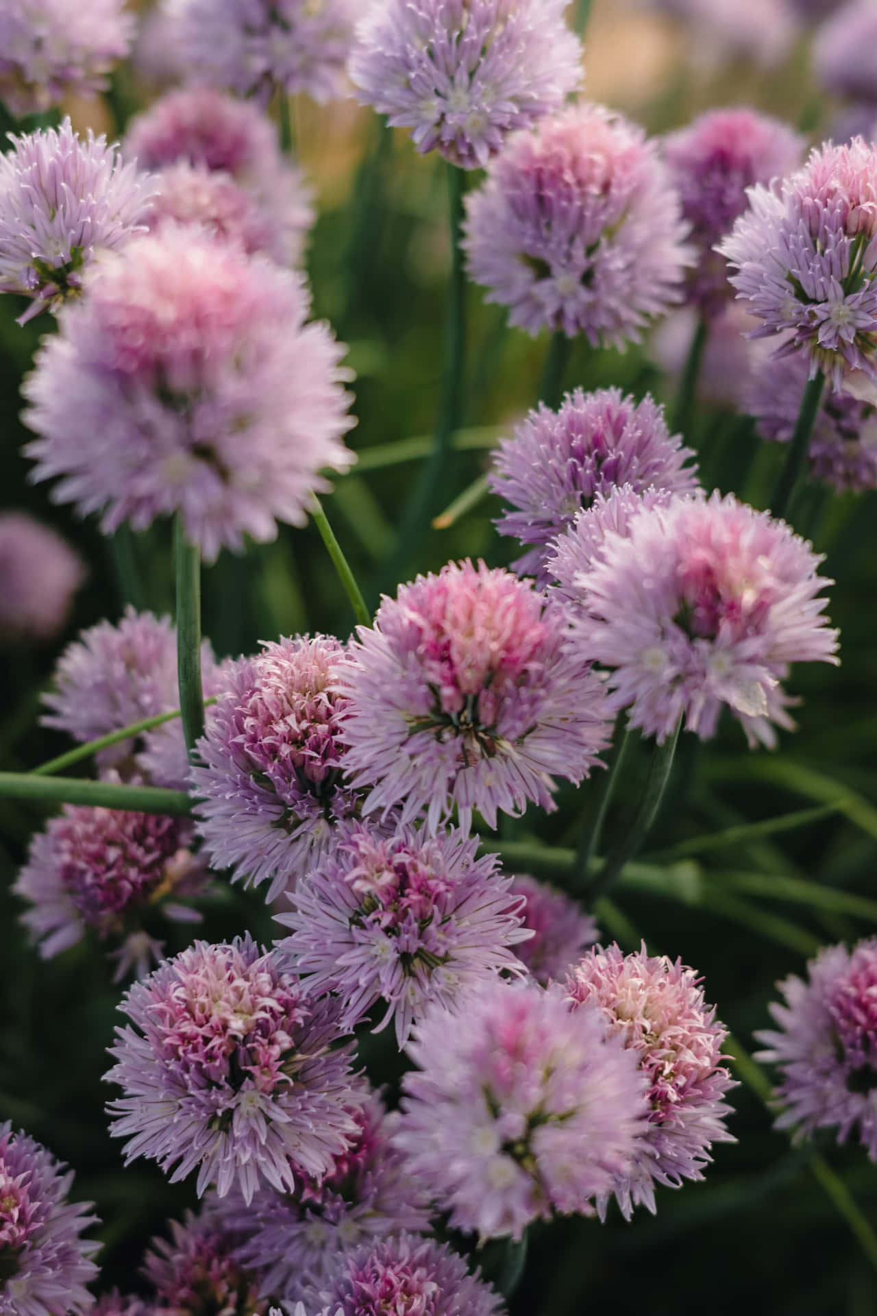 Stunning Pink Perennial Flowers Background