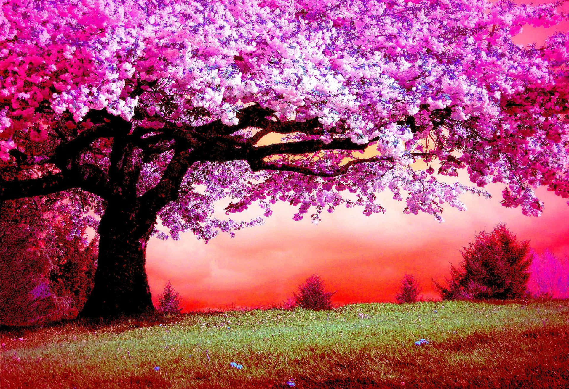 Stunning Pink Trees In A Dreamlike Setting Background