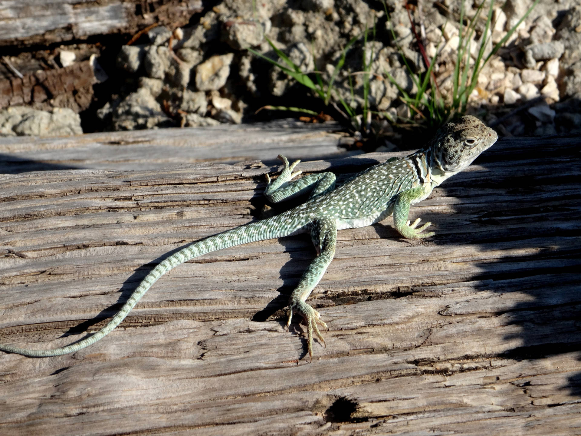 Stunning Portrait Of A Collared Lizard In Nature Background