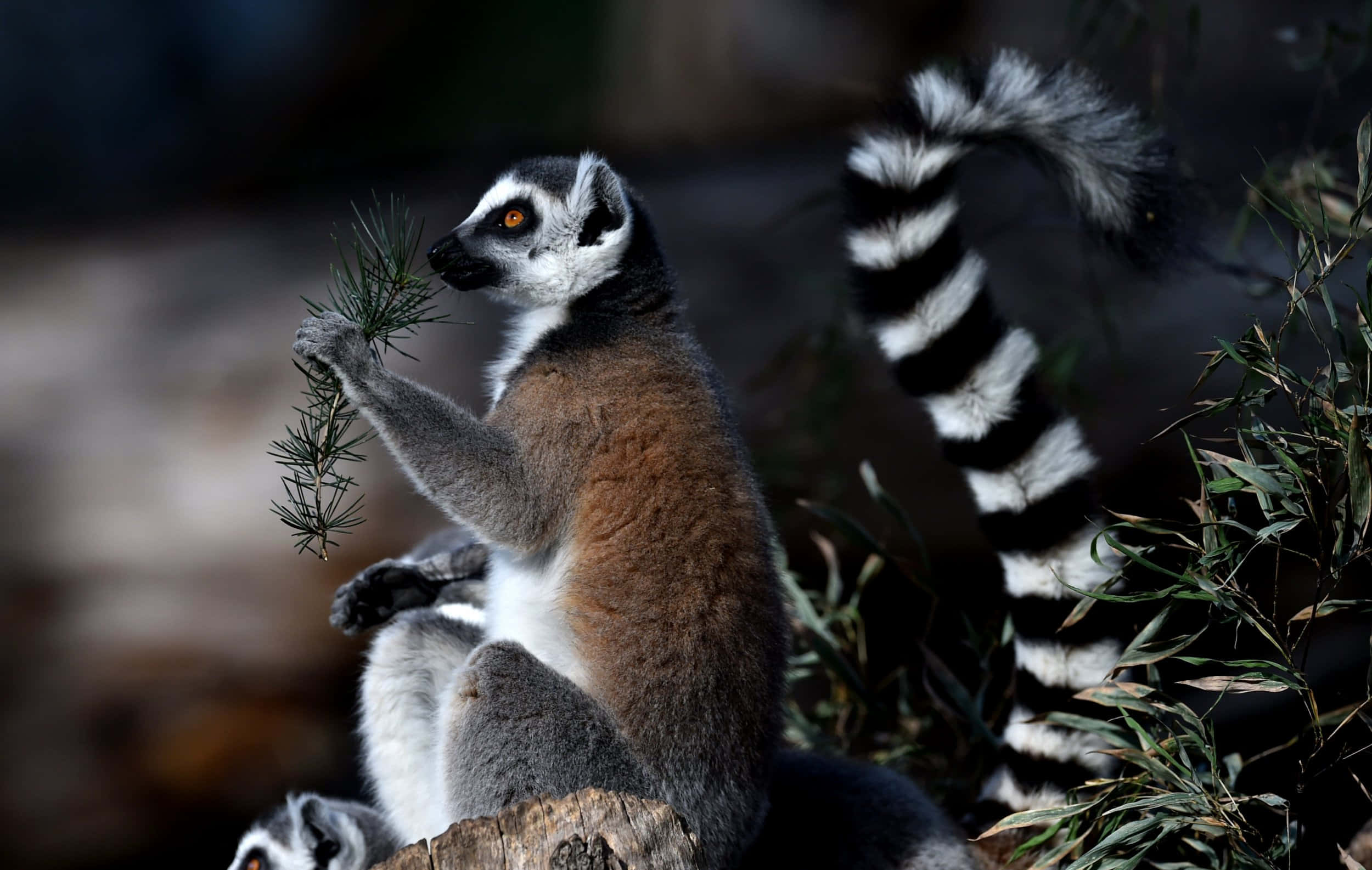 Stunning Portrait Of A Lemur In Its Natural Habitat Background