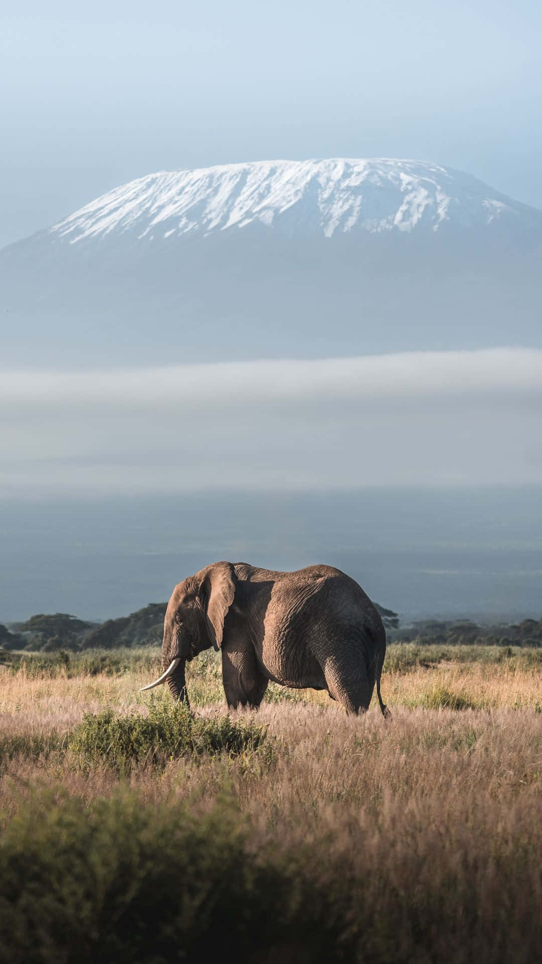 Stunning Portrait Of Mount Kilimanjaro With An Elephant Background