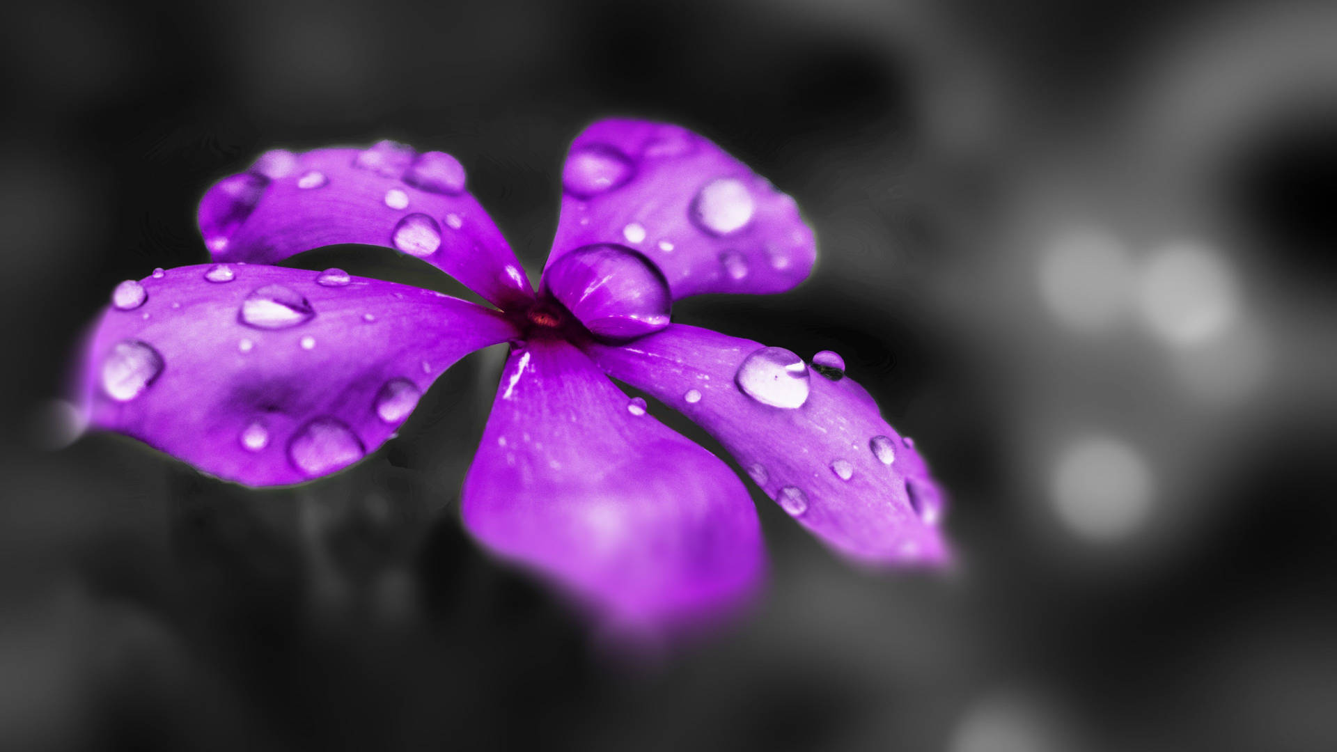 Stunning Purple Flower In Monochrome