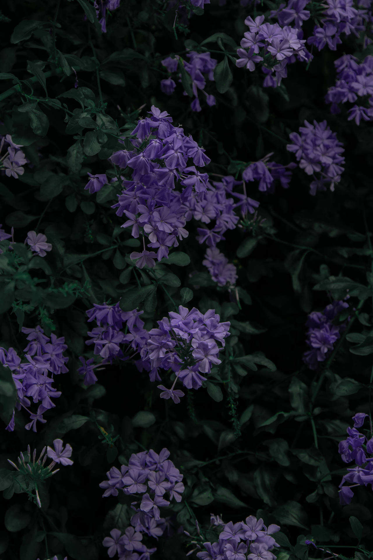 Stunning Purple Flowers Captured With Amazing Phone Background