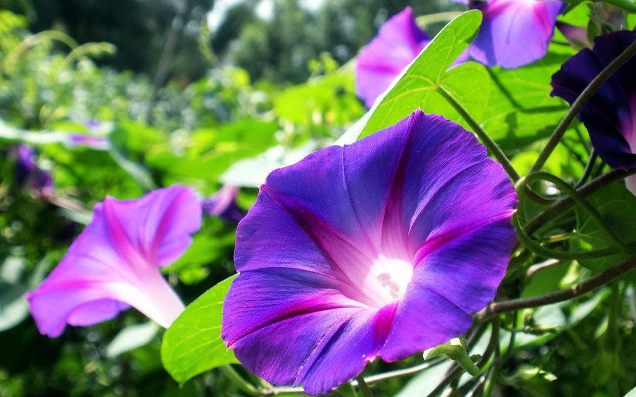 Stunning Purple Morning Glory In Full Bloom Background