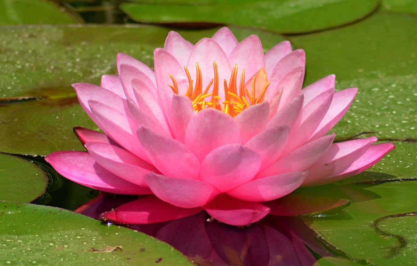 Stunning Pygmy Water Lily Blooming Background