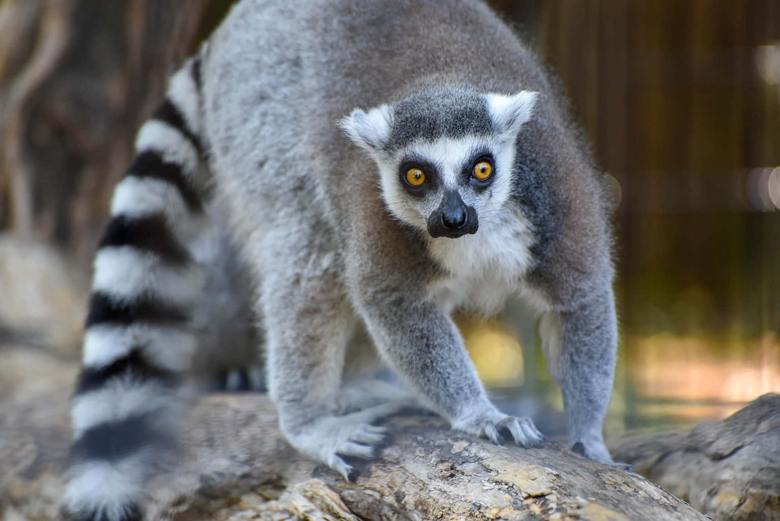 Stunning Ring-tailed Lemur Captured In Its Natural Habitat Background