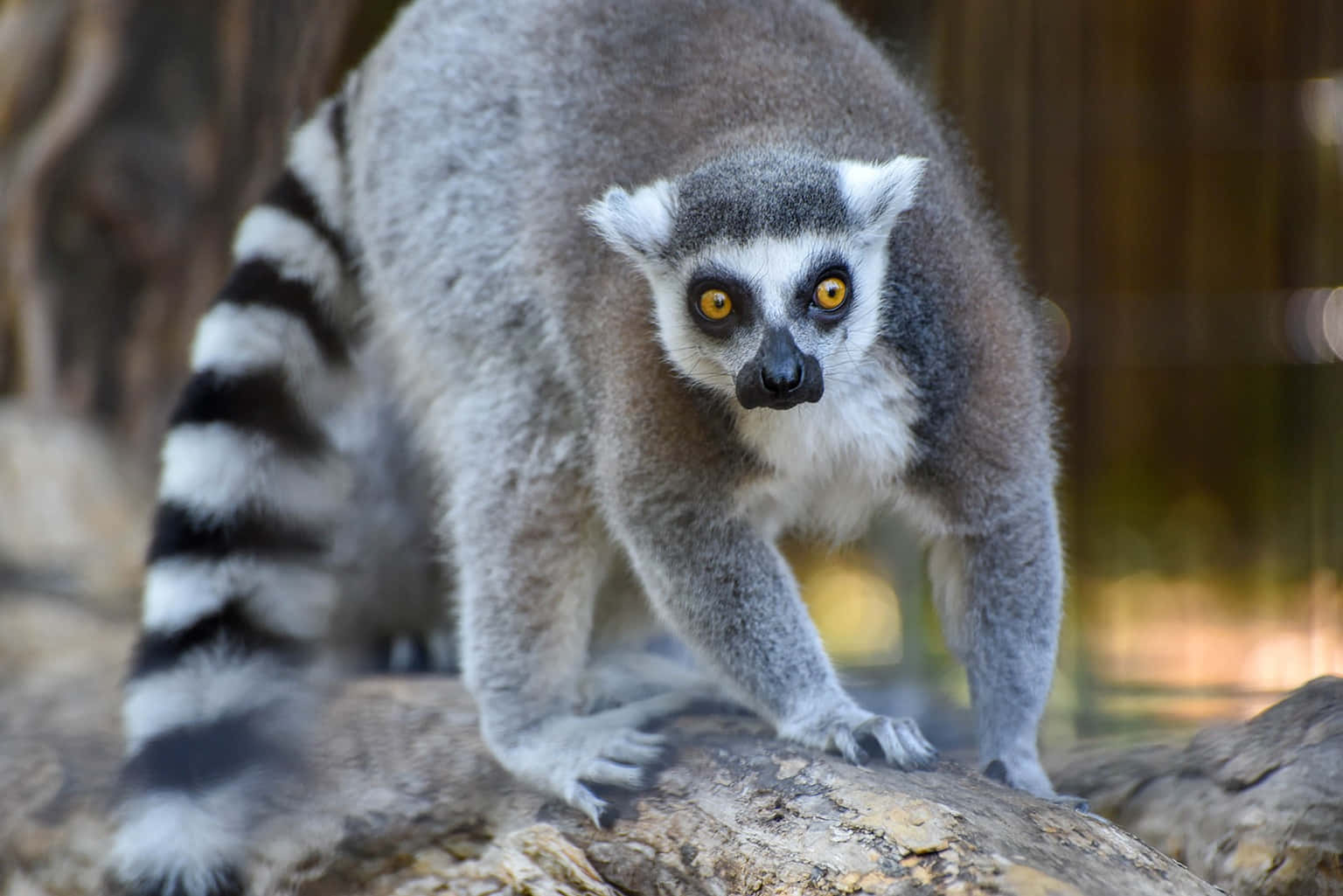 Stunning Ring-tailed Lemur Captured In Its Natural Habitat