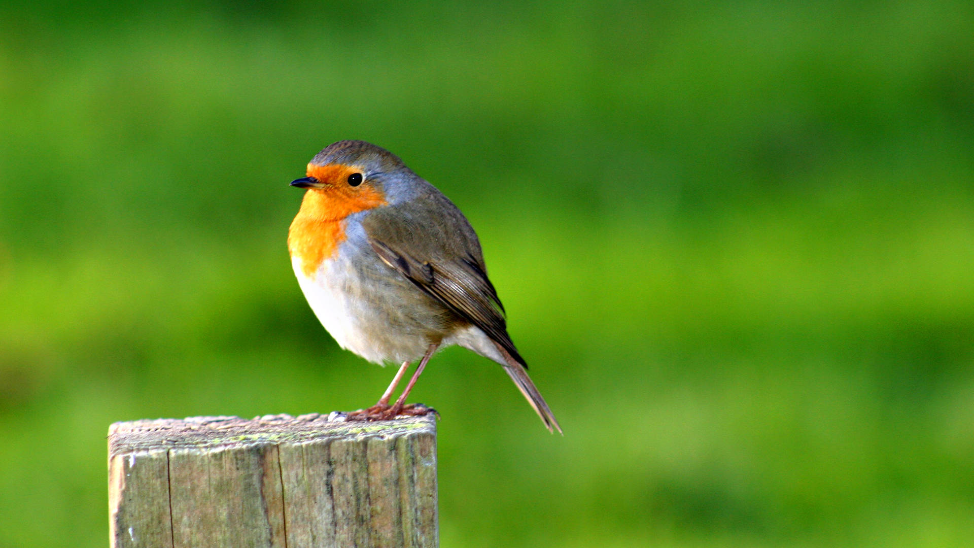 Stunning Robin Bird Perched On Branch Background