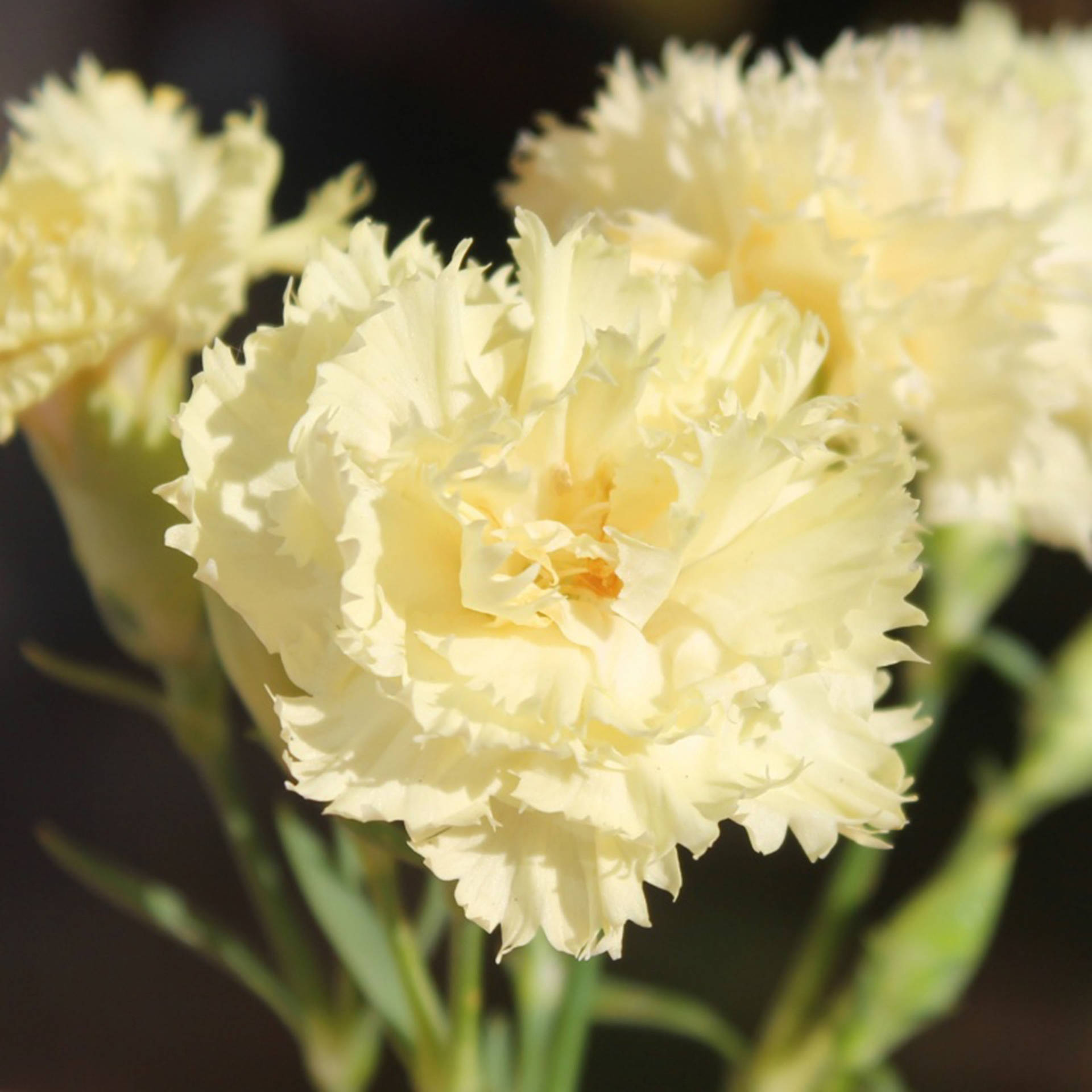 Stunning Ruffled Chabaud Carnations
