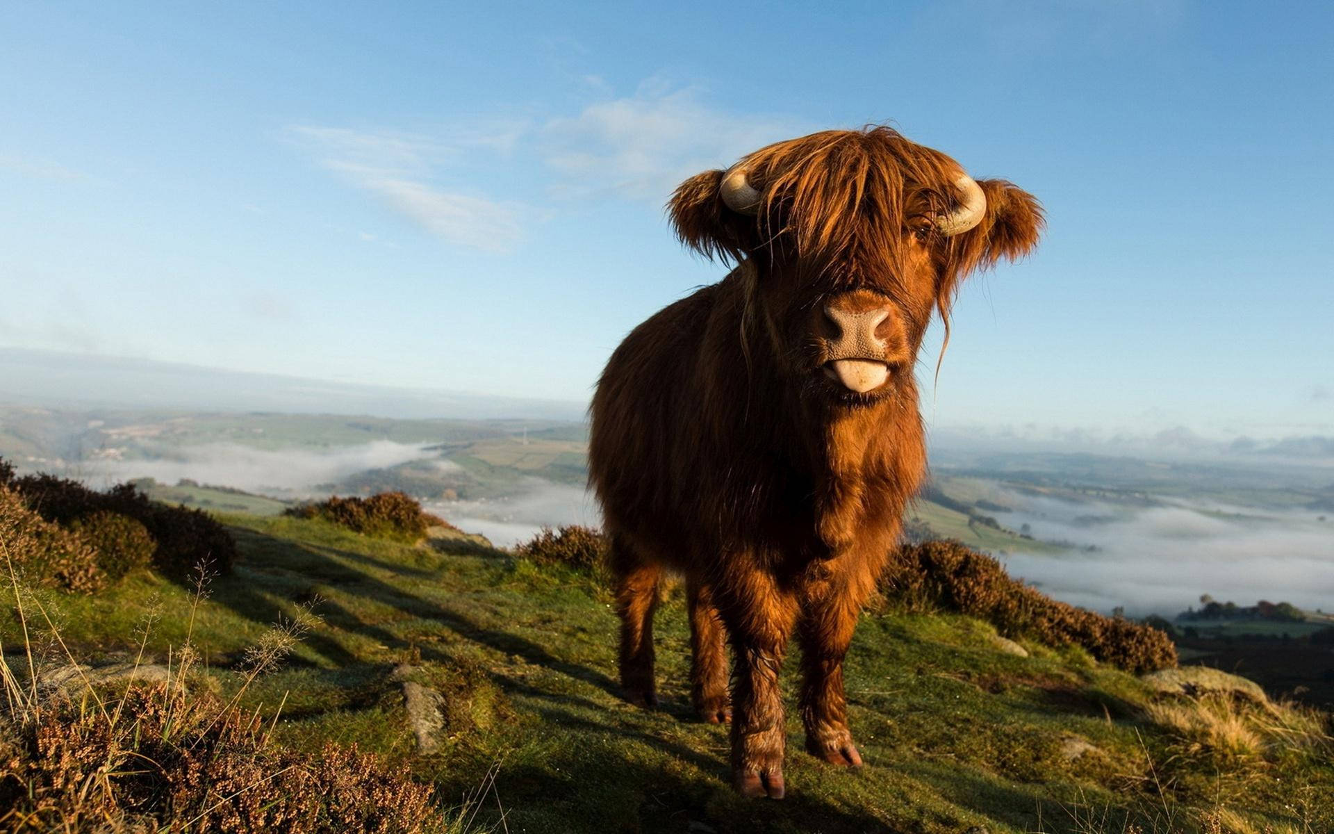 Stunning Shot Of Highland Cow Grazing During The Golden Hour Background