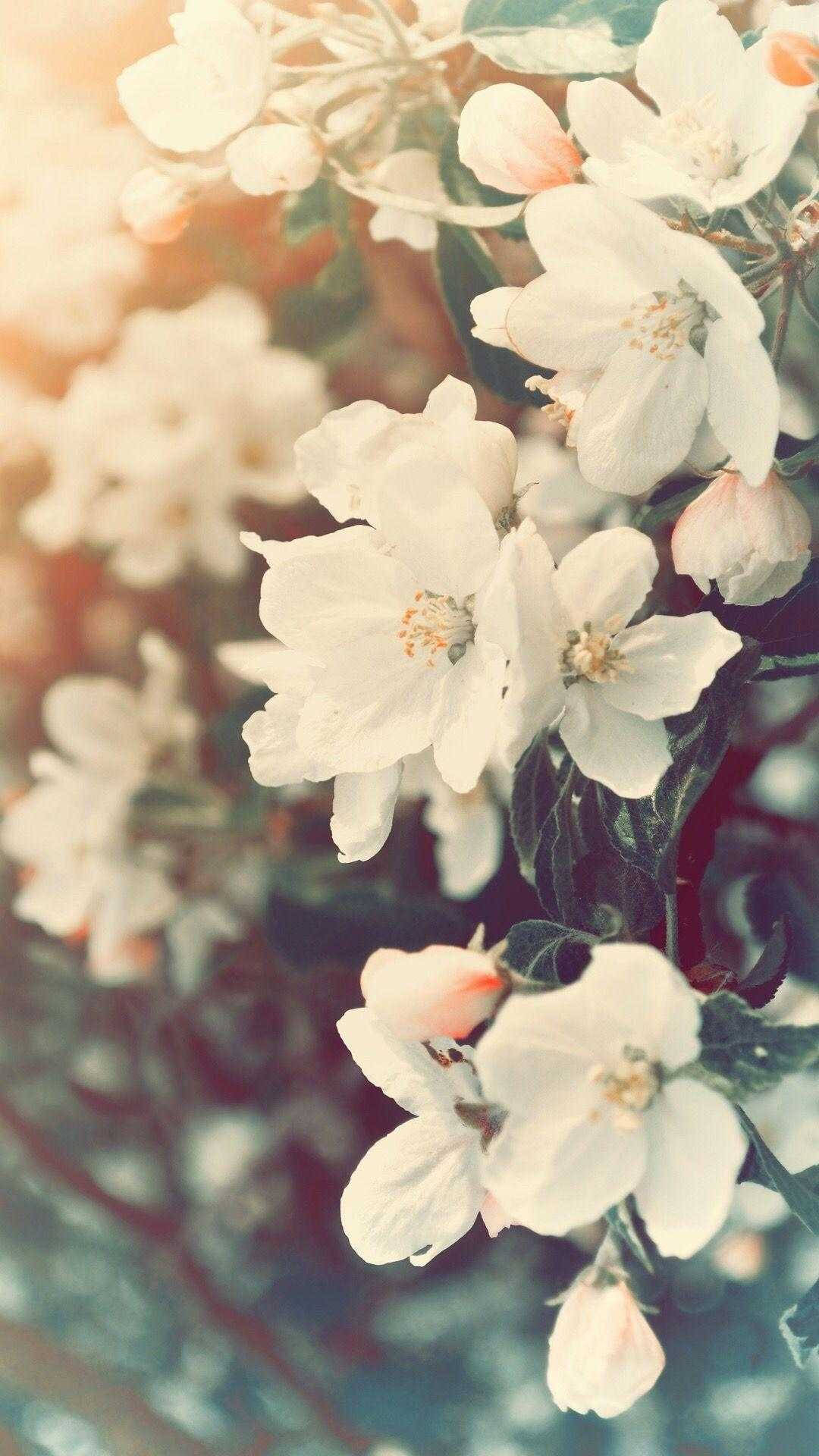 Stunning Springtime Delight For Your Phone Background Background