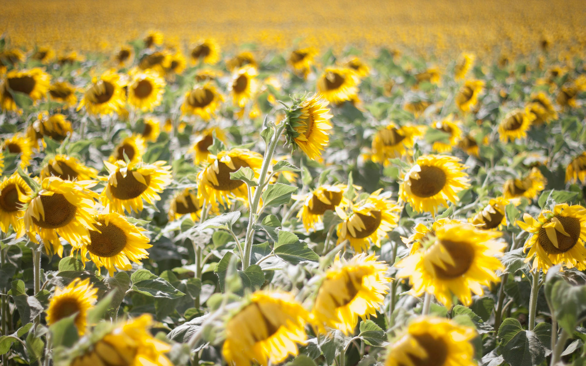 Stunning Sunflower Aesthetic Garden Background