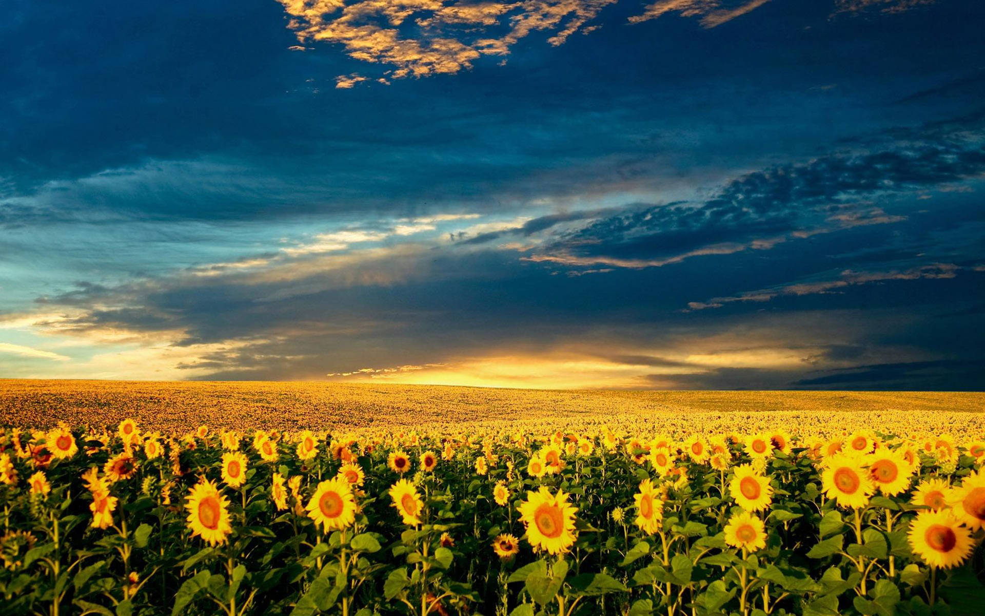 Stunning Sunflower Fields Of Ukraine Background