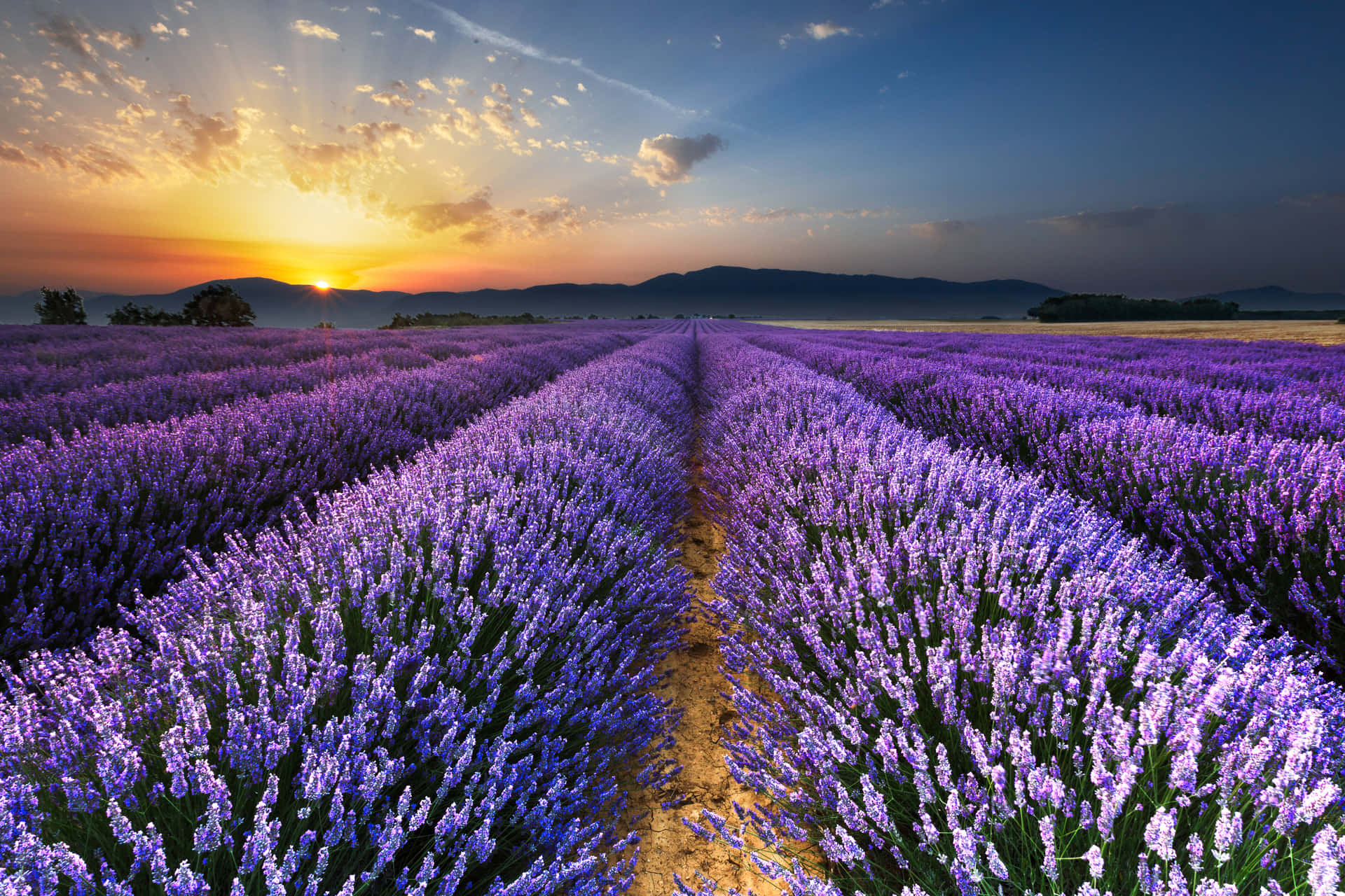 Stunning Sunrise At A Lavender Field Background