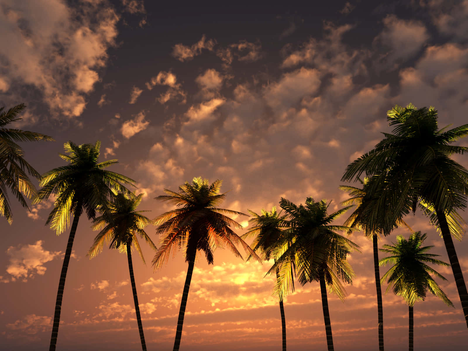 Stunning Sunset With Palm Tree