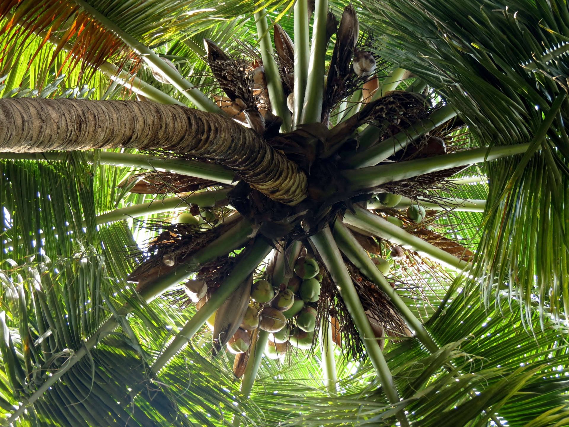 Stunning Tropical Beauty - Perspective View Of A Coconut Tree Background