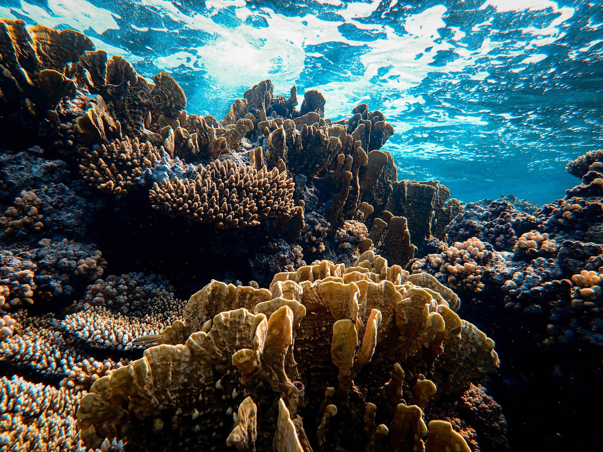 Stunning Underwater Ecosystem - Blue Sea Coral Reef Background