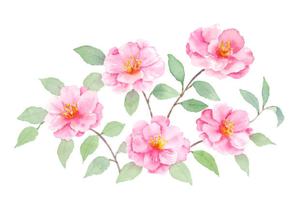 Stunning View Of A Blooming Camellia Sasanqua Background