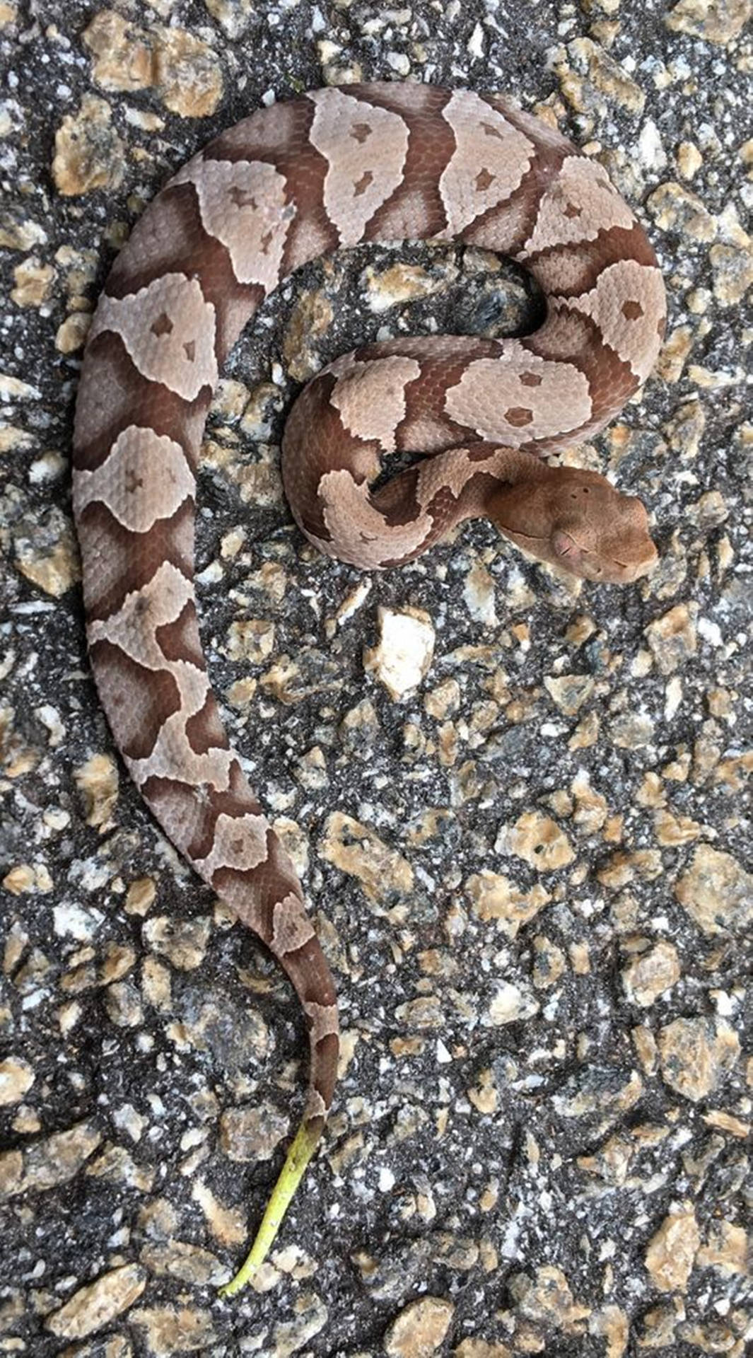 Stunning View Of Copperhead Snake With Light Green Tail Background