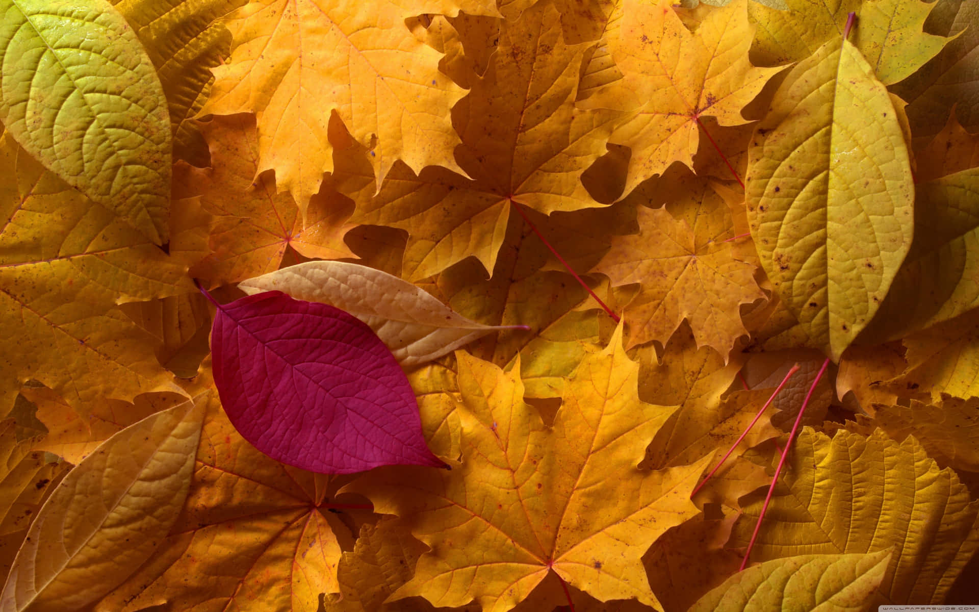 Stunning View Of Golden-hued Forests As The Leaves Of Early Fall Dance In The Gentle Wind