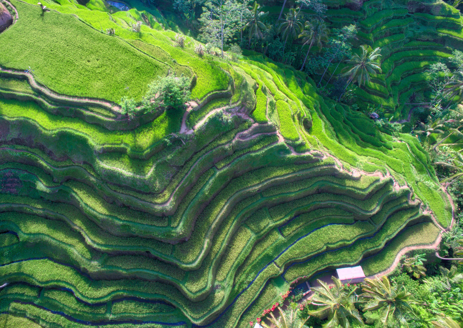 Stunning View Of Tegallalang Rice Terraces, Ubud, Indonesia Background
