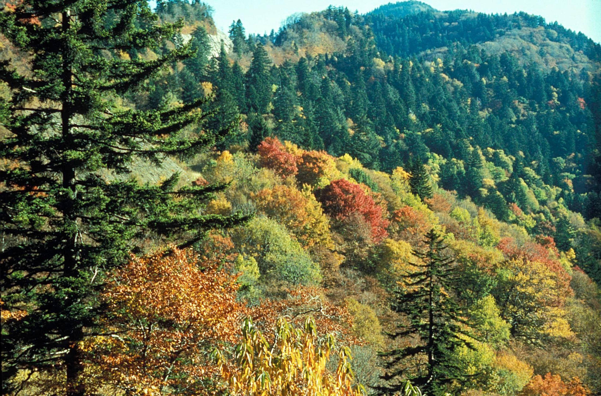 Stunning View Of The Great Smoky Mountains Background