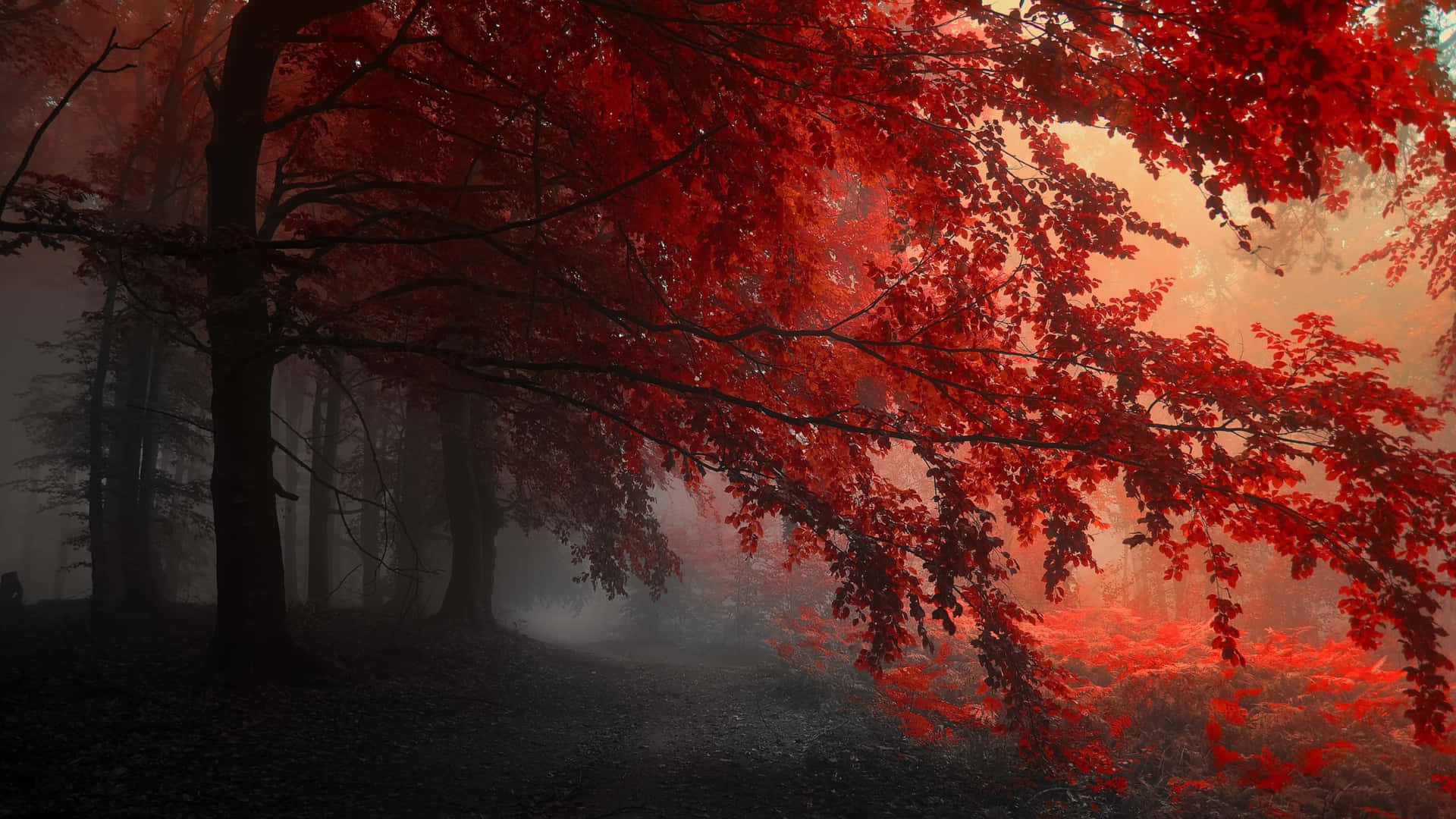 Stunning View Of The Red Forest Background