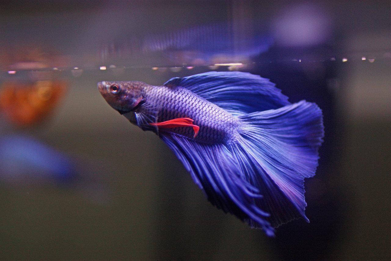 Stunning Violet Betta Fish In Crystal Clear Water Background