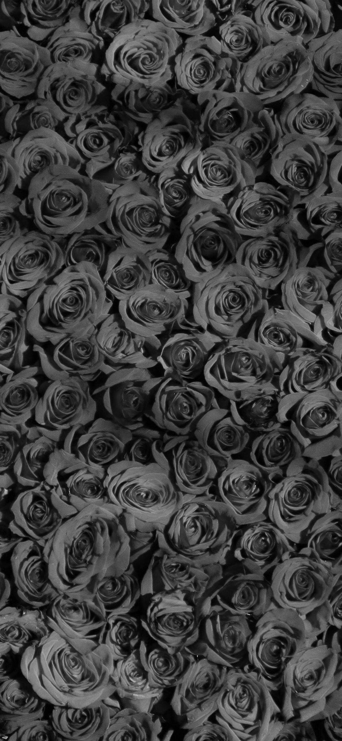 Stunning Wall Of Black Rose Iphone Background