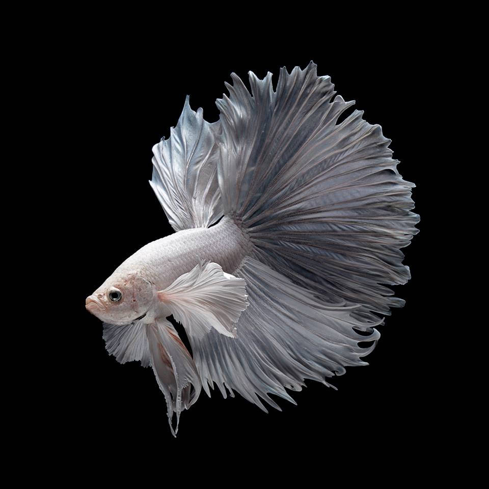 Stunning White Betta Fish In Vibrant Waters